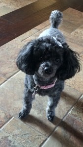 Sallie is one sweet girl.  Chapter 2.5:  Did you just call my dog fat?!? image12 169x300