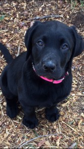 Rosie the puppy  Chapter 2.5:  Did you just call my dog fat?!? image9 169x300