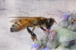 Another Textured Bee  Chapter 4.5:  To Bee or not to Bee? another textured bee 300x200