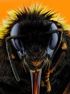 Could it look more evil?  Chapter 4.5:  To Bee or not to Bee? bumble bee 225x300