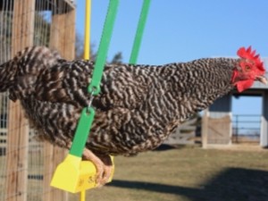 Happy chicken on a swing! chicken toys Chapter 5:  Chicken Toys&#8230;.What the What?!?! image12 300x225