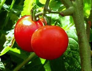 Pick a garden tomato over a store-bought tomato every day.   tomatoes 300x231