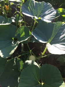 Giant pumpkin leaves: let's home the pumpkins follow. garden Chapter 7.5:  Let&#8217;s get this garden started image5 225x300