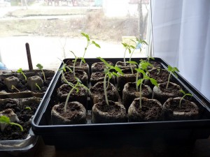 Tomato Seedlings garden Chapter 7.5:  Let&#8217;s get this garden started tomato seedlings 300x225
