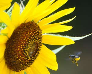 Sometimes I feel like this little bee...busy, busy, busy!   busy busy busy 300x241
