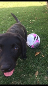 The dog who loved soccer!  Burp. image1 169x300